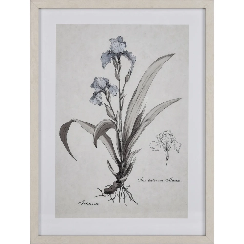 Stems I Framed Botanic Wall Art in Cream & White Washed Wood