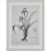 Stems I Framed Botanic Wall Art in Cream & White Washed Wood
