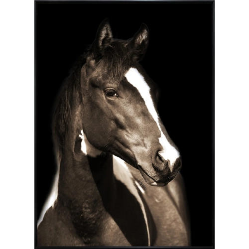 Fayette 1 Horse Wall Art Print on Tempered Glass in Brown, White & Black