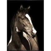 Fayette 1 Horse Wall Art Print on Tempered Glass in Brown, White & Black