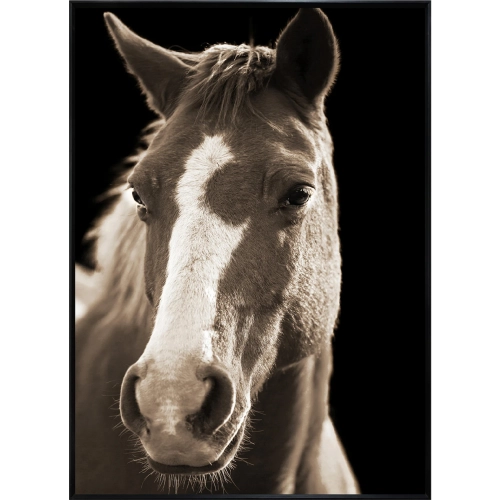 Fayette 2 Horse Wall Art Print on Tempered Glass in Brown, White & Black