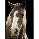 Fayette 2 Horse Wall Art Print on Tempered Glass in Brown, White & Black