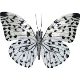 Butterfly Wall Decor in Black & White Capiz Shell