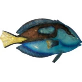 Blue Tang Wall Decor in Multicolor Capiz & Metal