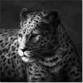 Cheetah Wall Art in Black & White